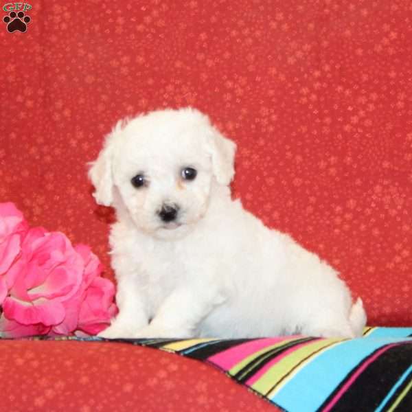 Sunflower, Bichon Frise Puppy